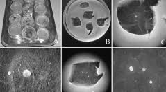 Attēlu rezultāti vaicājumam “Orbilia sp.”