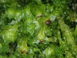 Attēlu rezultāti vaicājumam “Scapania mucronata macro”