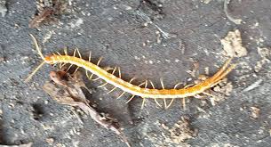 Attēlu rezultāti vaicājumam “Geophilidae”