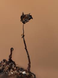 Attēlu rezultāti vaicājumam “Barbeyella minutissima”