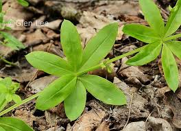 Attēlu rezultāti vaicājumam “Galium triflorum leaf”