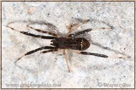 Attēlu rezultāti vaicājumam “Epirhoe tristata”