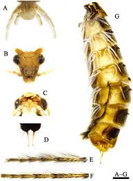 Attēlu rezultāti vaicājumam “Limnephilus larva”