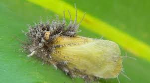 Attēlu rezultāti vaicājumam “Entomophaga grylli”