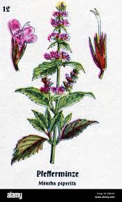 Image result for Menta x piperita