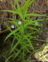 Attēlu rezultāti vaicājumam “Veronica scutellata flower”