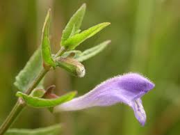 Attēlu rezultāti vaicājumam “Scutellaria galericulata leaf”
