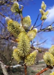 Attēlu rezultāti vaicājumam “Salix daphnoides leaf”