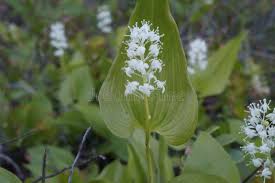 Attēlu rezultāti vaicājumam “Maianthemum bifolium flower”