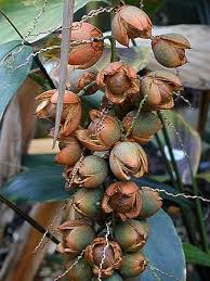 Attēlu rezultāti vaicājumam “Lycogala persicum macro”