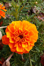 Attēlu rezultāti vaicājumam “Tagetes flower”