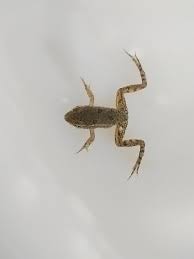 Attēlu rezultāti vaicājumam “Pelophylax juvenile”