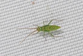 Attēlu rezultāti vaicājumam “Blepharidopterus angulatus imago”