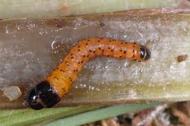 Attēlu rezultāti vaicājumam “Gortyna flavago”