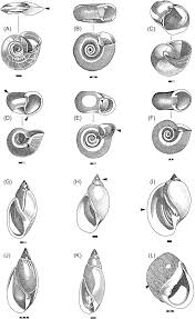 Attēlu rezultāti vaicājumam “Planorbidae”