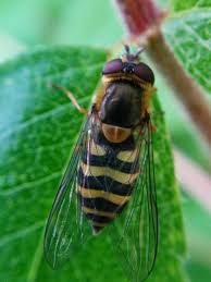 Attēlu rezultāti vaicājumam “Syrphus sp.”