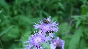 Attēlu rezultāti vaicājumam “Centaurea jacea flower”