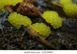 Attēlu rezultāti vaicājumam “Didymium serpula young”