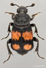 Attēlu rezultāti vaicājumam “Nicrophorus investigator”