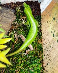 Risultati immagini per dasia smaragdina