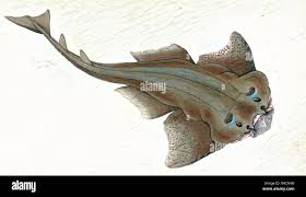 Image result for Squatina dumeril