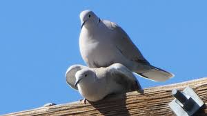 Attēlu rezultāti vaicājumam “Columbiformes”