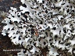 Attēlu rezultāti vaicājumam “Hypotrachyna sp.”