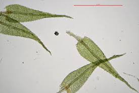 Attēlu rezultāti vaicājumam “Philonotis marchica”