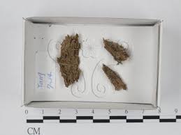 Attēlu rezultāti vaicājumam “Cribraria sp.”