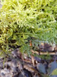 Attēlu rezultāti vaicājumam “Hypnum jutlandicum”