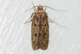 Attēlu rezultāti vaicājumam “Oecophoridae”