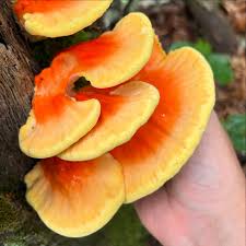 Attēlu rezultāti vaicājumam “Laetiporus sulphureus”