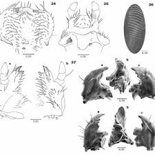 Attēlu rezultāti vaicājumam “Potosia cuprea imago”