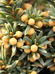 Attēlu rezultāti vaicājumam “Taxus baccata leaf”