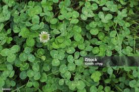 Attēlu rezultāti vaicājumam “Trifolium repens leaf”