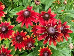 Image result for roter Sonnenhut