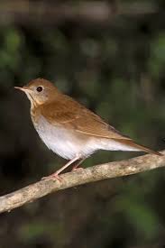 Image result for Catharus fuscescens