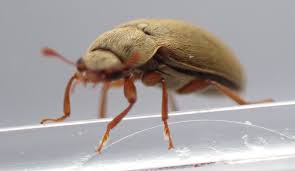 Attēlu rezultāti vaicājumam “Byturus ochraceus”