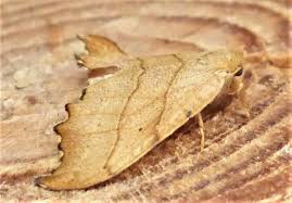 Attēlu rezultāti vaicājumam “Falcaria lacertinaria”