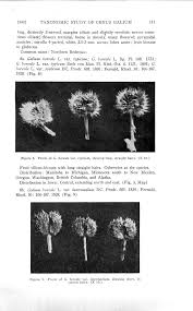 Attēlu rezultāti vaicājumam “Galium boreale fruit”