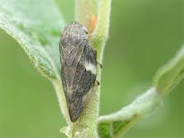 Attēlu rezultāti vaicājumam “Aphrophora alni”