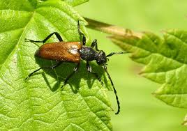 Attēlu rezultāti vaicājumam “Paracorymbia maculicornis”