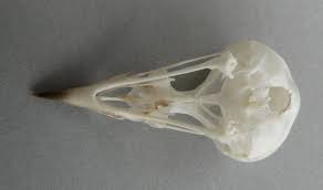 Image result for Dendroica magnolia