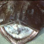 Image result for Lophius americanus