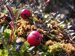 Attēlu rezultāti vaicājumam “Oxycoccus”