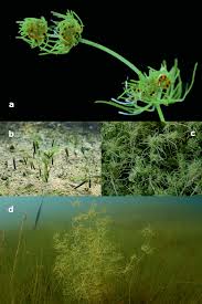 Attēlu rezultāti vaicājumam “Nitella sp.”