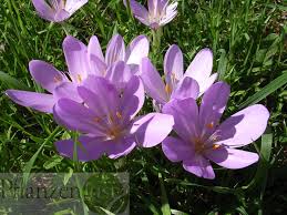 Image result for Herbstzeitlose