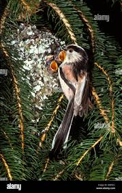 Attēlu rezultāti vaicājumam “Aegithalos caudatus adult”