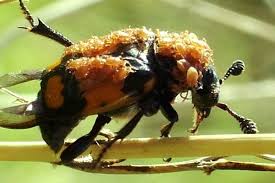 Attēlu rezultāti vaicājumam “Poecilochirus sp.”