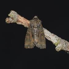 Attēlu rezultāti vaicājumam “Oligia sp.”